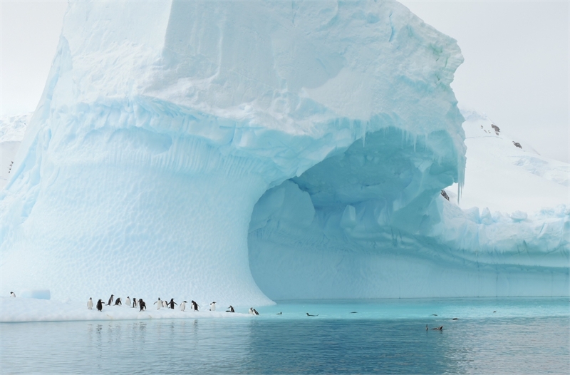 celebrity cruises to antarctica 2024